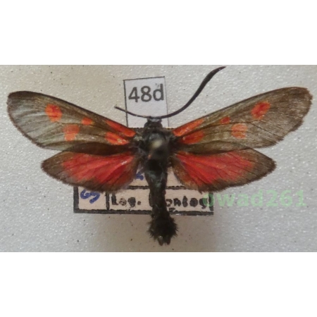 Zygaena meliloti Hübner, 1796 Bulgaria48d